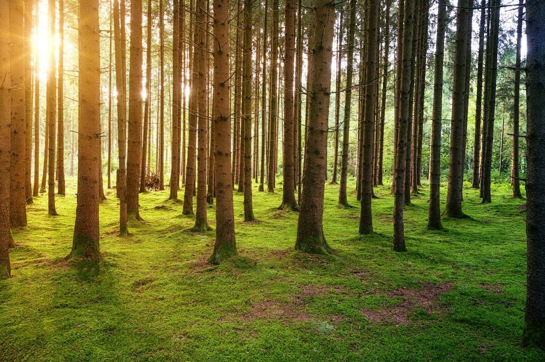 sustainable forest