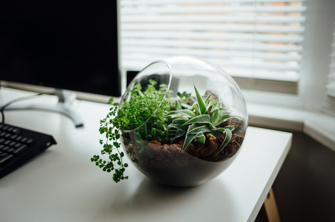 eco friendly office with plants