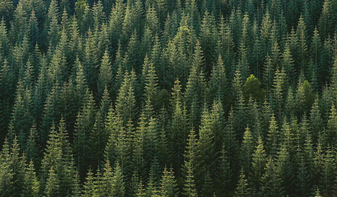 sustainable forest