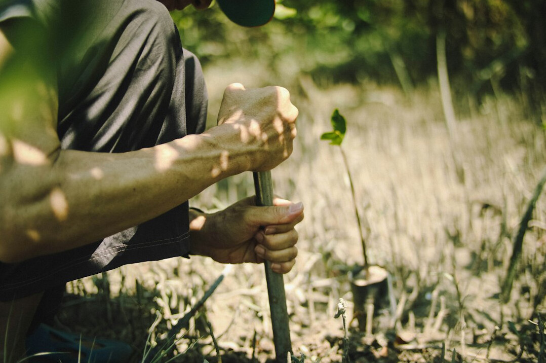team planting trees